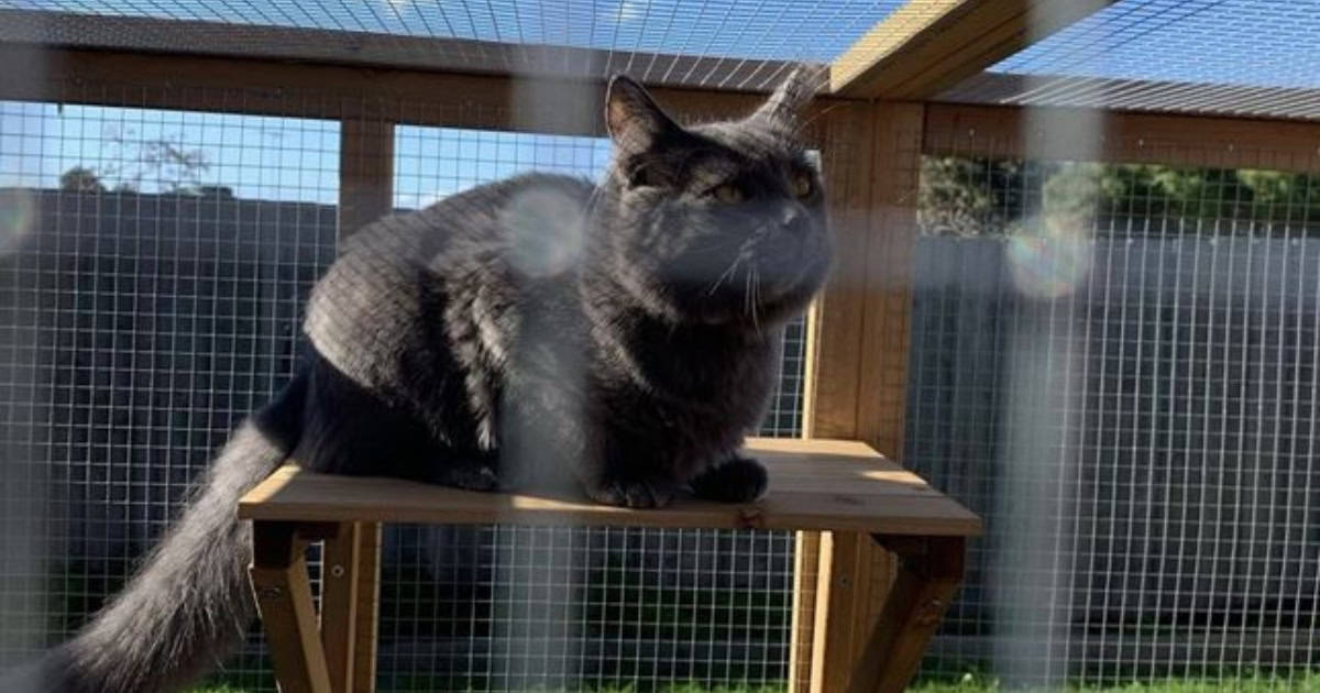 A black cat sitting on a wooden shelf inside a cat balcony enclosure.