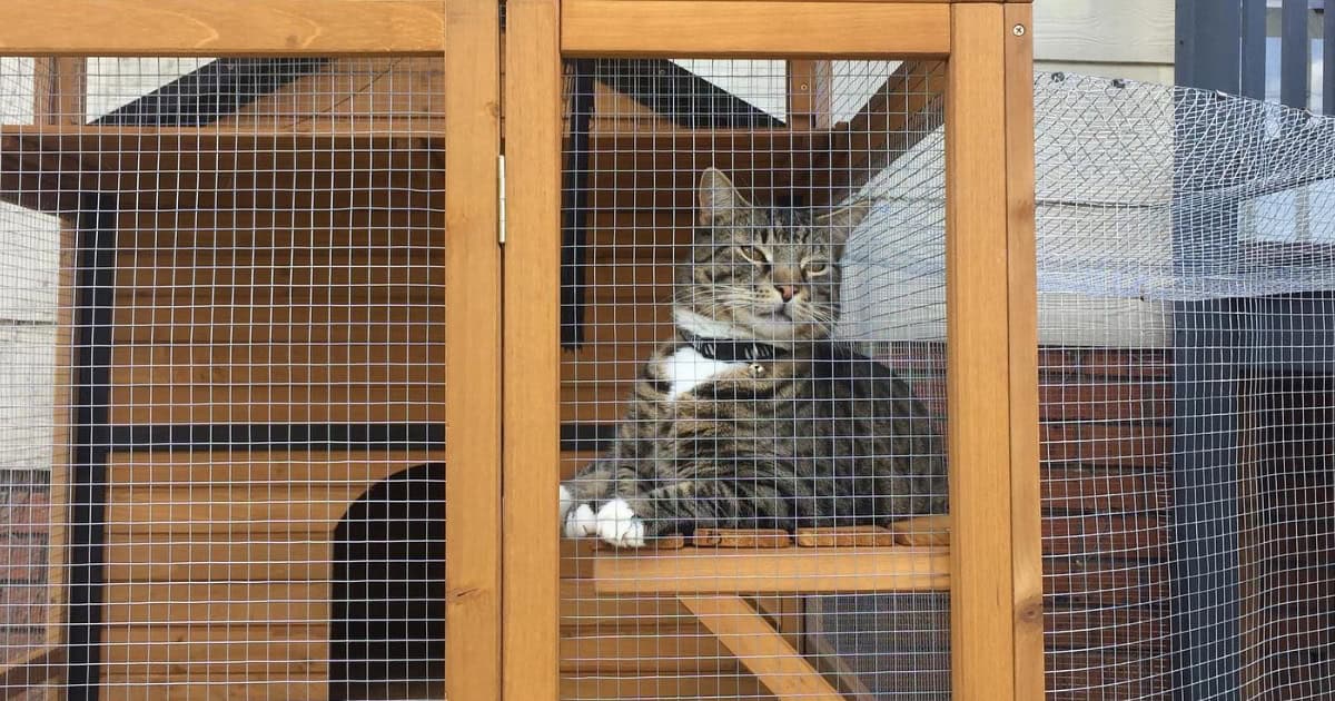 How Do I Get My Cat To Use The Cat Balcony Enclosure