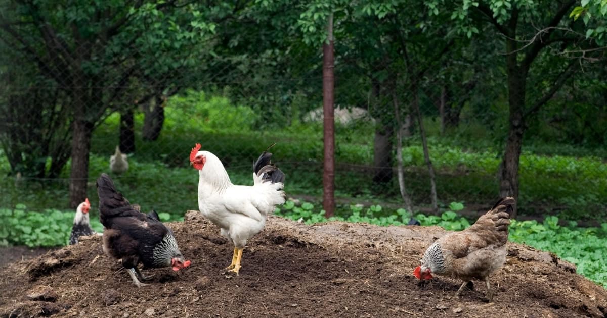 Coop Setup Problems that Stop Chickens from Coming Home