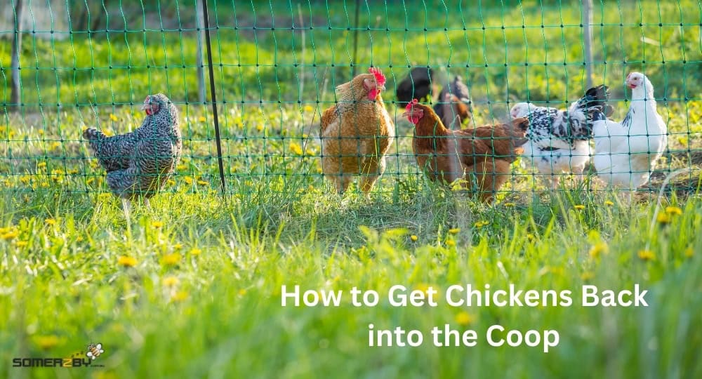 How to Get Chickens Back into the Coop