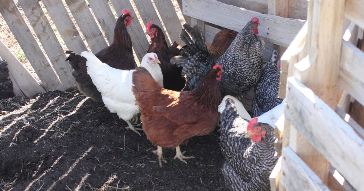 Teaching Chickens Where Home Is