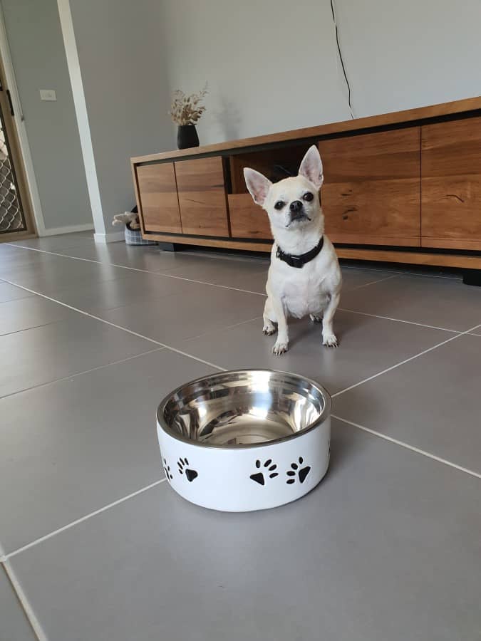 Customer photo - Pet Bowl Black Paw - Chihuahua