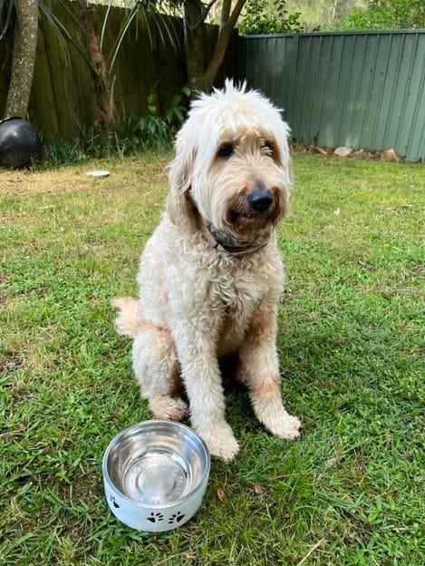 Customer photo - Pet Bowl Black Paw - Groodle