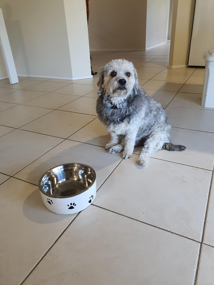 Customer photo - Pet Bowl Black Paw - Mixed Breed