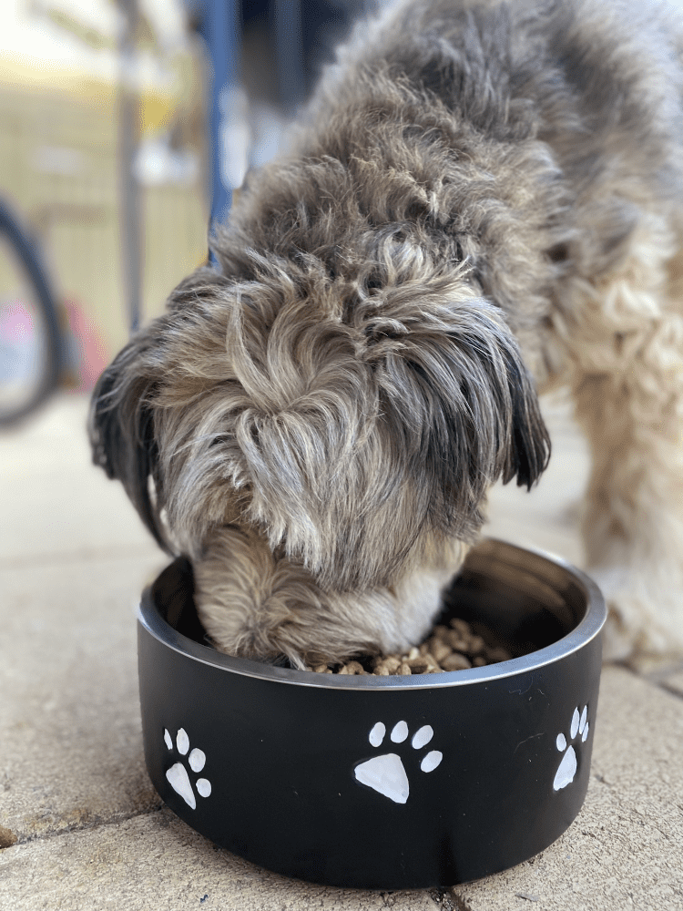 Customer photo - Pet Bowl White Paw - Briard