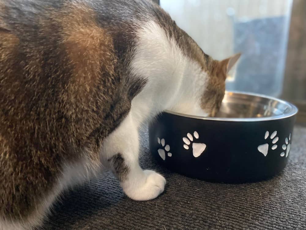 Customer photo - Pet Bowl White Paw - cat
