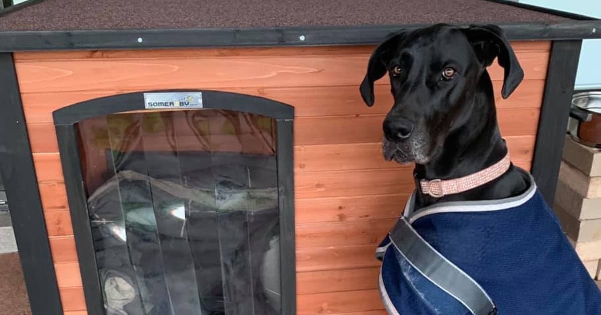 Haven XXL Single Door Kennel