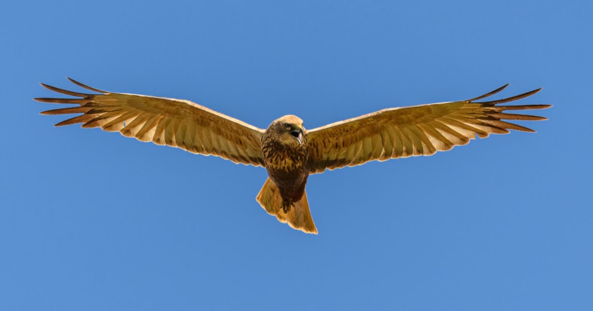 Common Chicken predator - Bird of Prey
