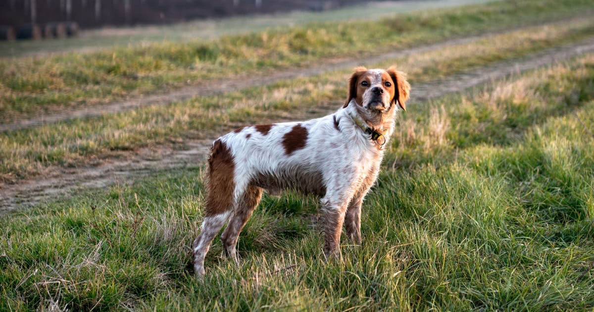 Common Chicken predator - Domestic Dog