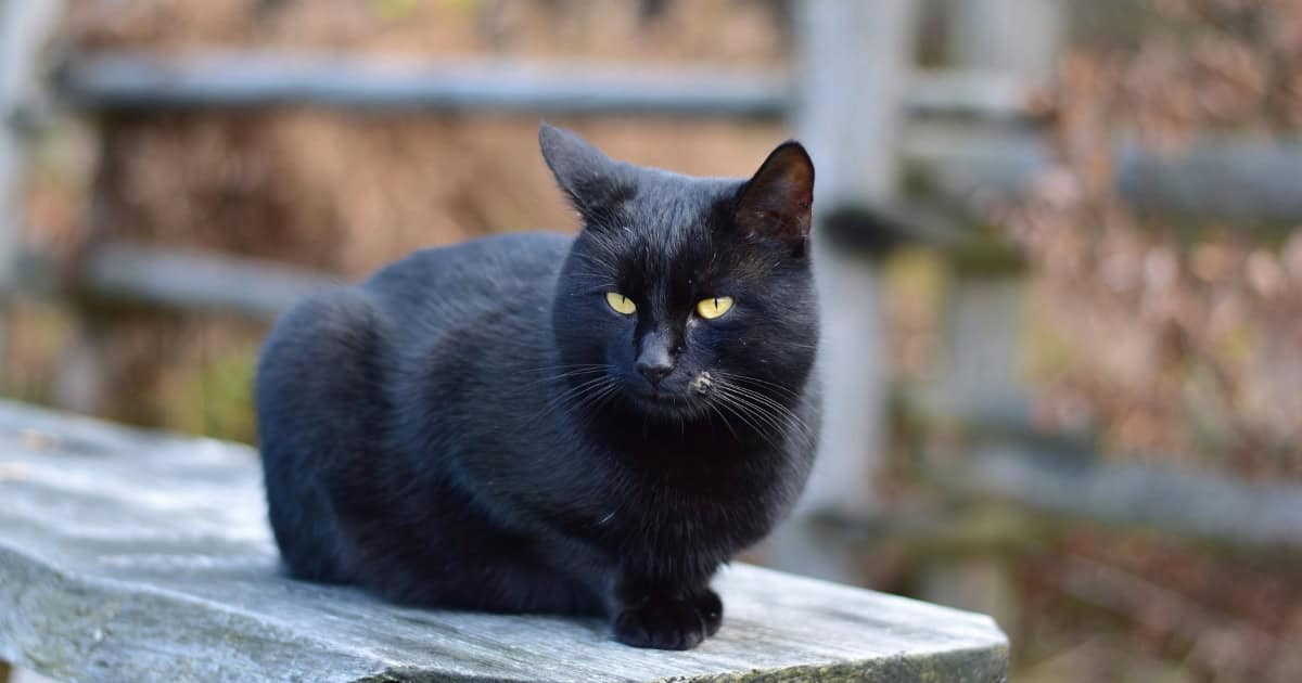 Common Chicken predator - Feral Cat