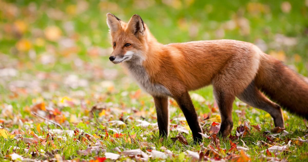 Common Chicken predator - Fox