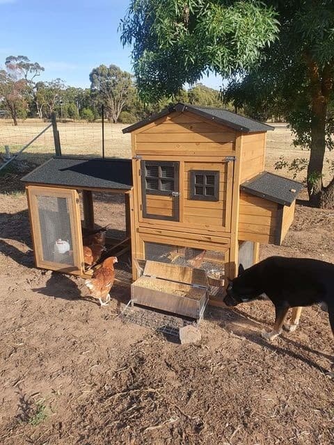 Deluxe Mansion has a wire mesh floor to prevent predators digging in and snakes slithering in underneath
