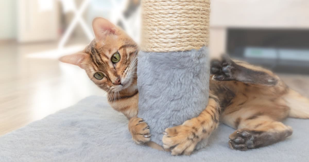 Scratching His Post, Not the Furniture