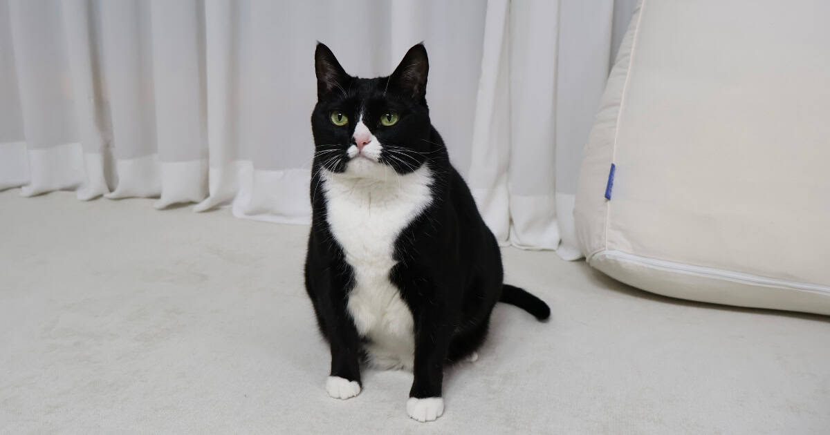 Teach Your Cat To Sit