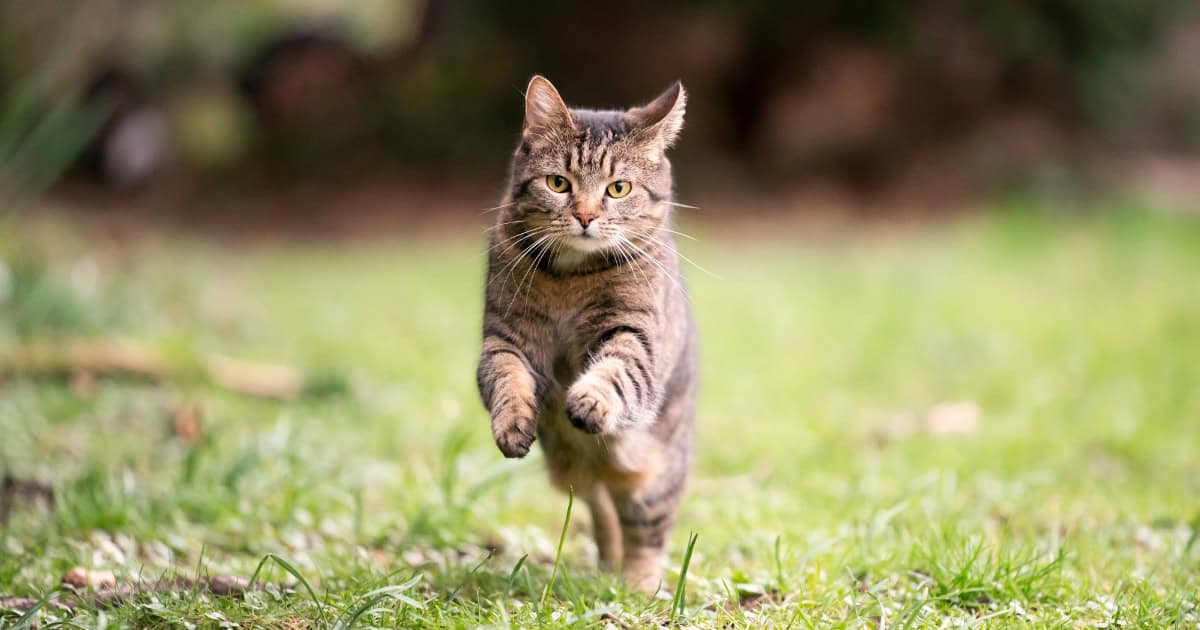 Train Your Cat To Come