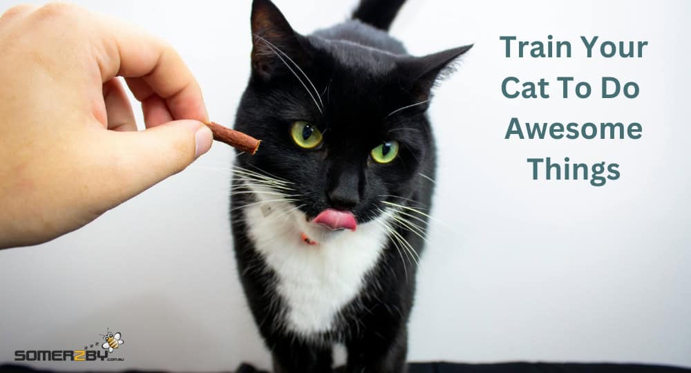 Train Your Cat To Do Awesome Things
