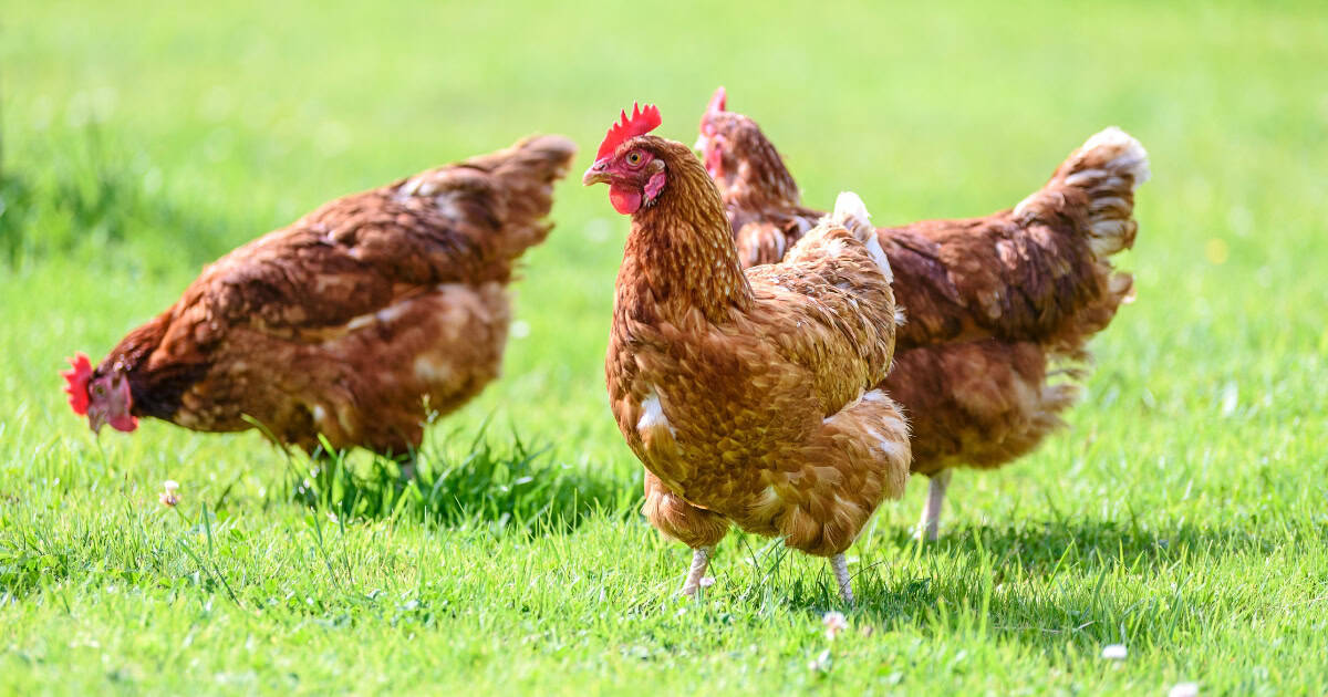 How Big Should Chicken Runs Be