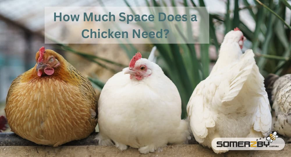 How Much Space Does a Chicken Need