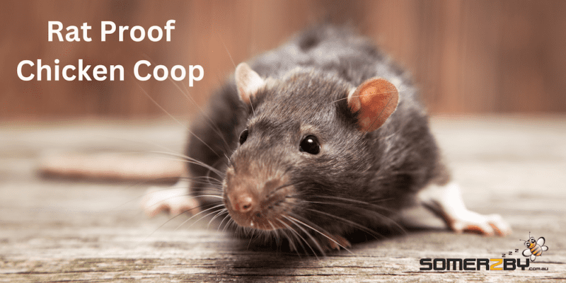 Rat Proof Chicken Coop