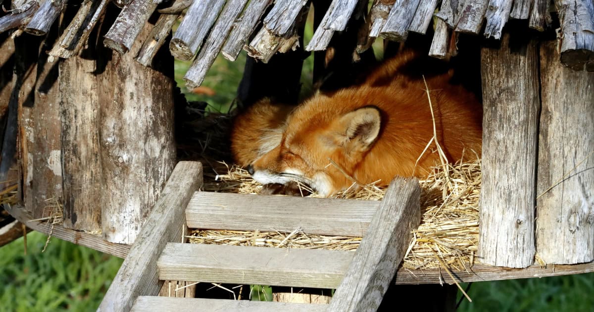 Fox resting in a chicken coop