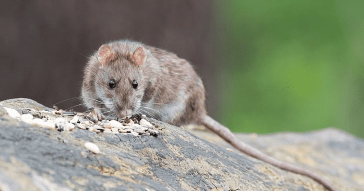 Know your chickens enemy