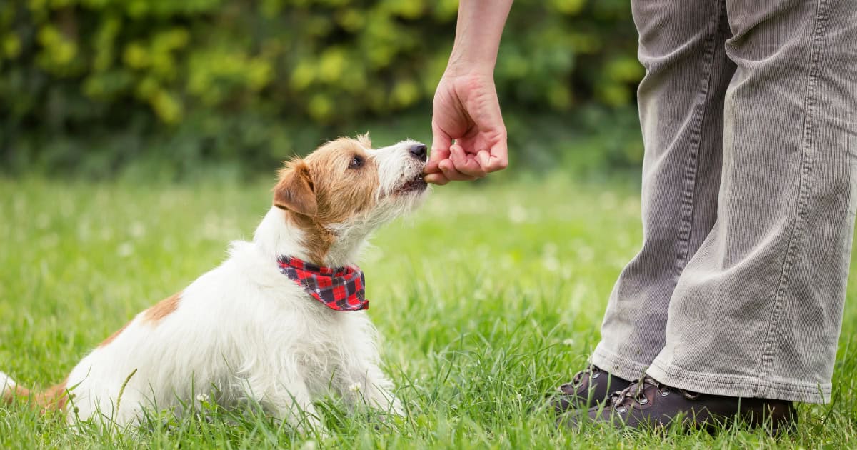 Puppy training gets treat