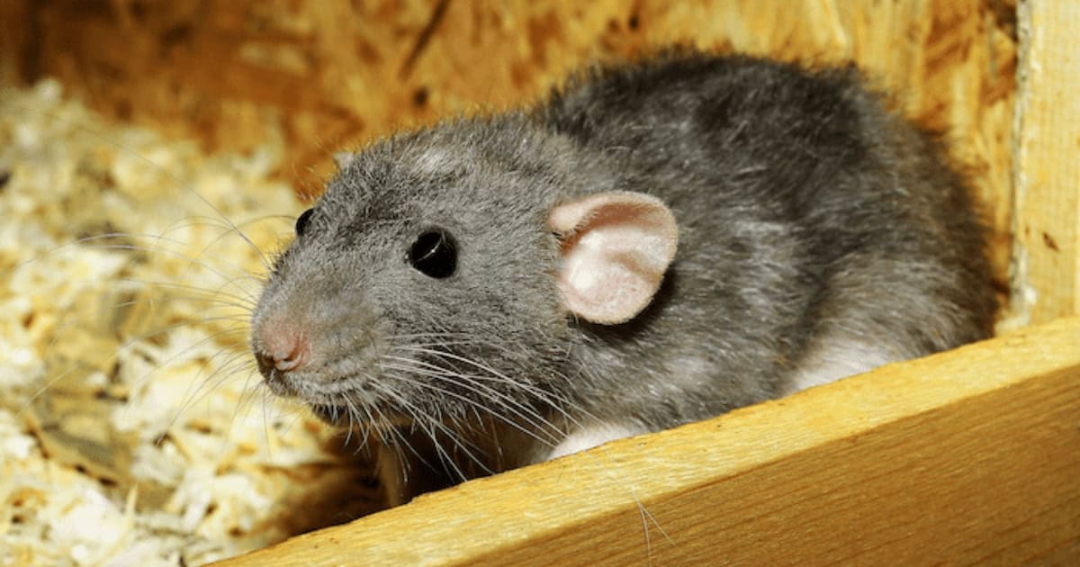 Why rats are a problem in coops