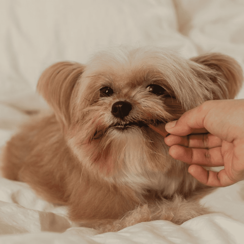 Small dog chewing on a treat from its owner's hand