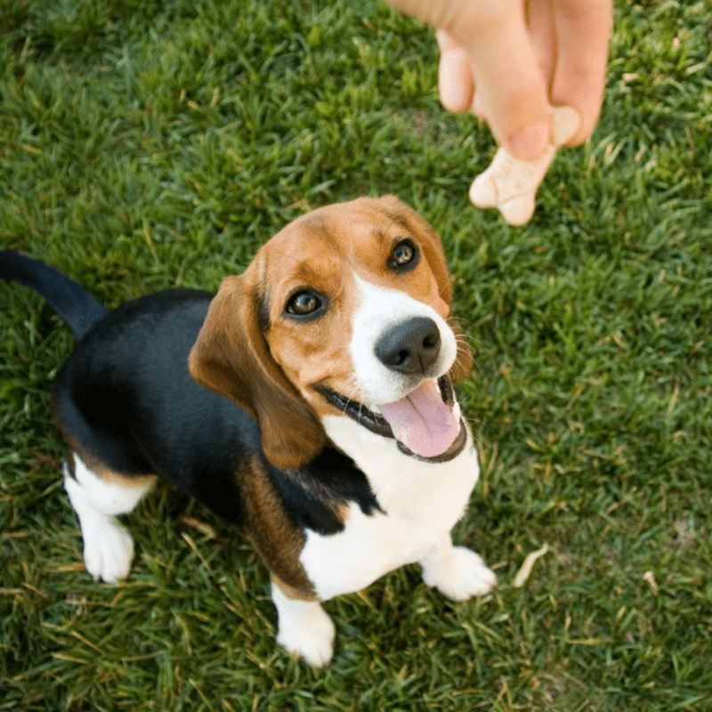 Beagle dog excitedly waiting for a treat from its owner