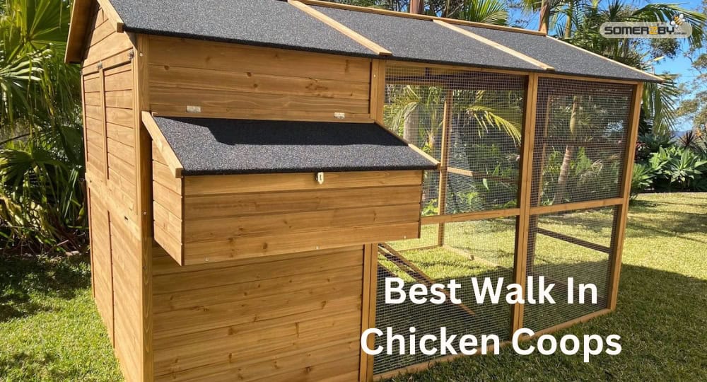 Best Walk In Chicken Coops