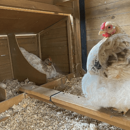 Roosting Areas For Chickens