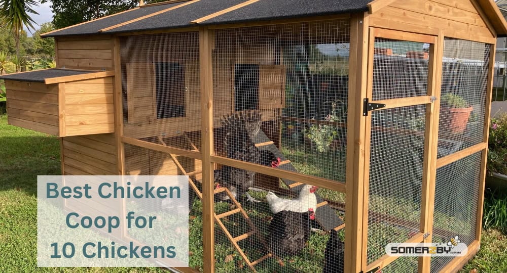 Best Chicken Coop for 10 Chickens