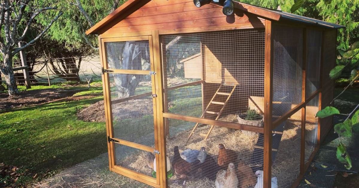 Best coop for 10 chickens