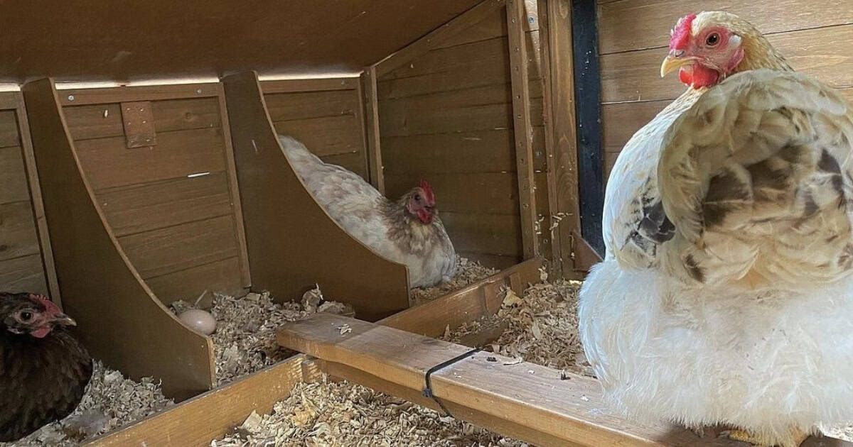 Roosting Area For Chickens