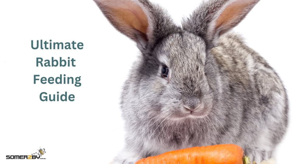 Ultimate Rabbit Feeding Guide