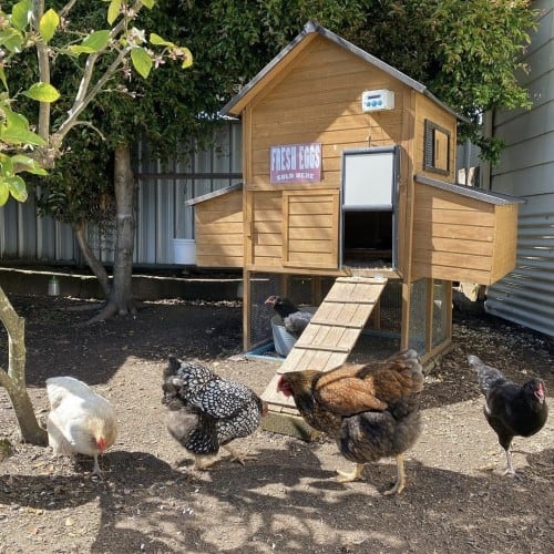 Customer photo - Cabana Coop chickens, automatic door added