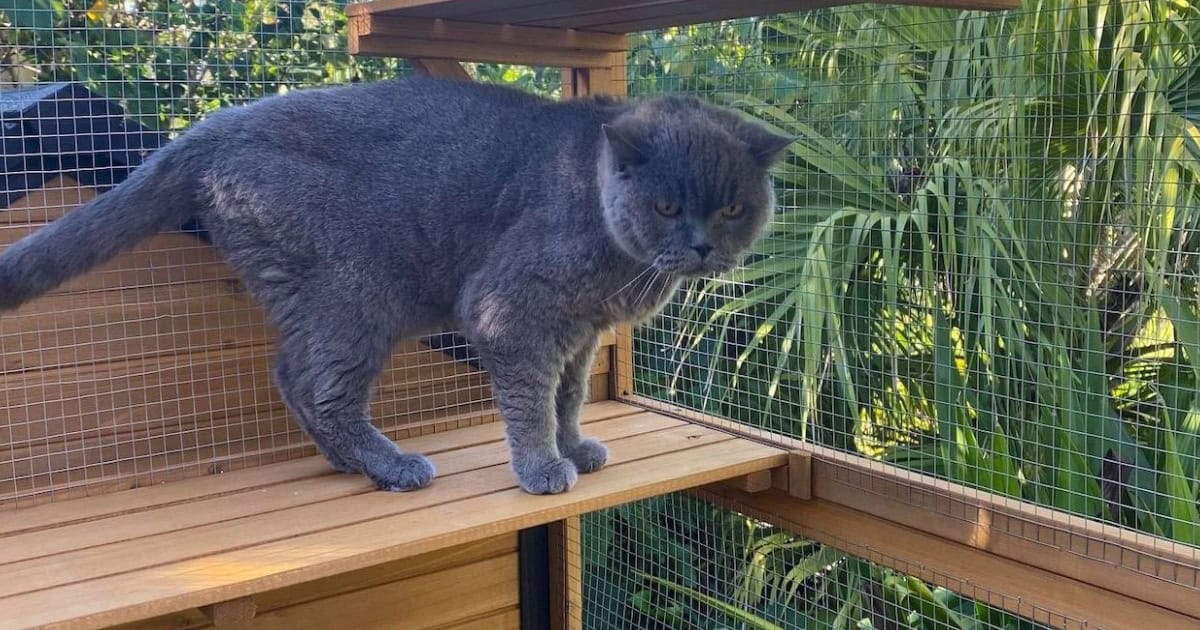 Identifying Your Cat's Natural Behaviours in Enclosures