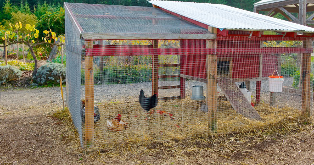 6 Factors to Consider When Making a Chicken Coop