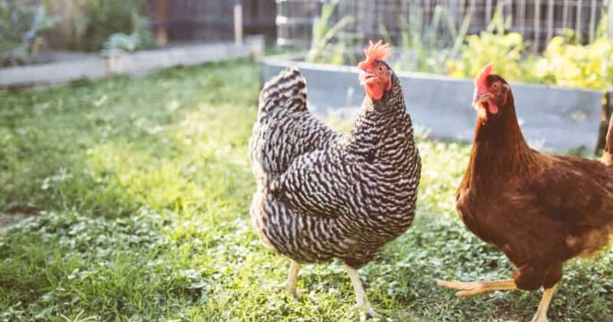 Benefits of Training Pet Chickens