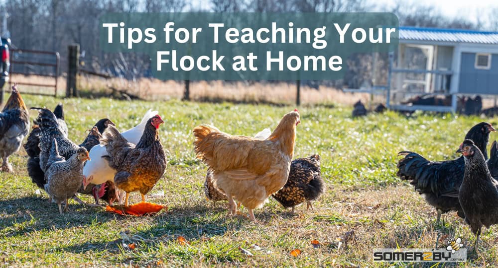 Can Chickens Be Trained Tips for Teaching Your Flock at Home
