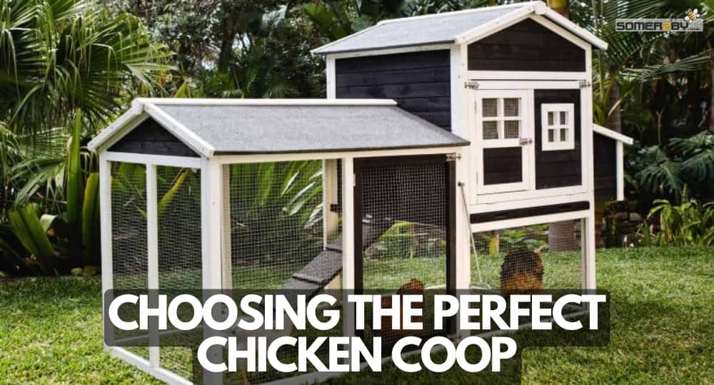 Choosing the Perfect Chicken Coop