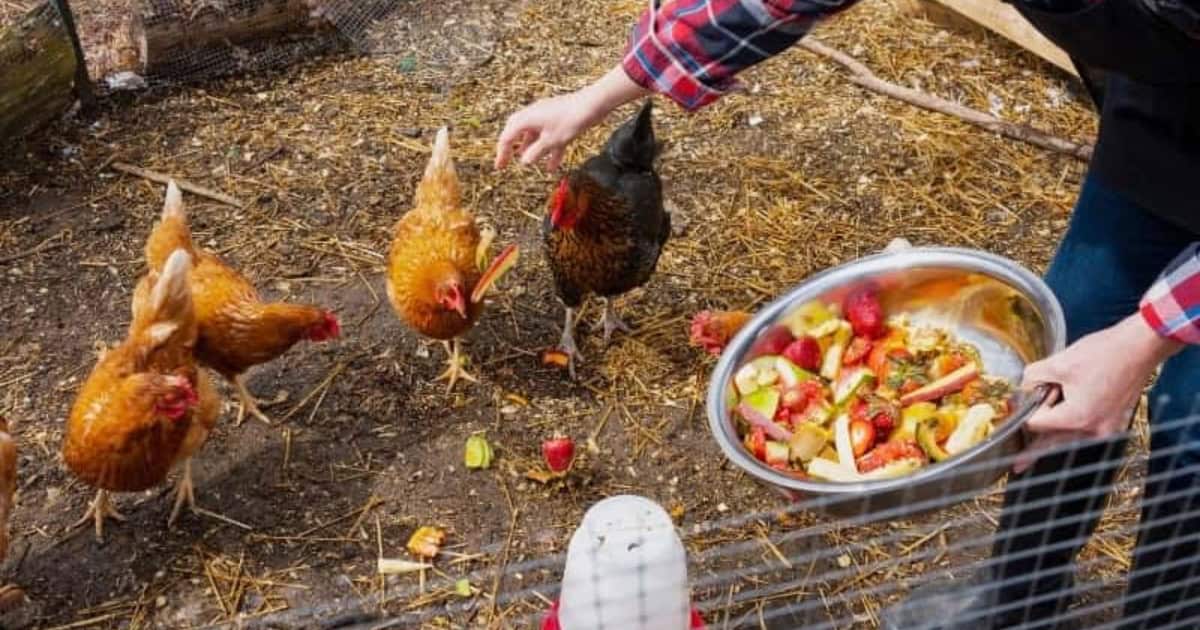 Practical Tips for Successfully Training Your Chickens