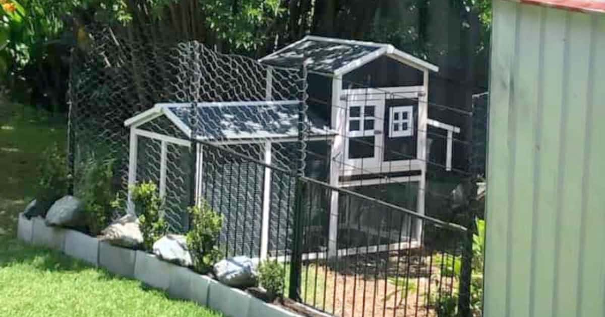 Secure Fencing and Enclosures For Coops