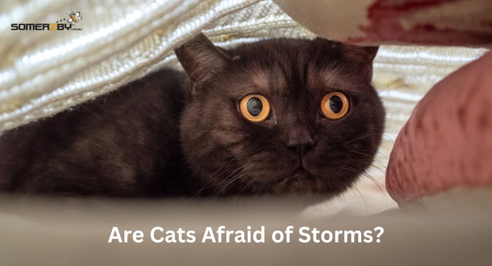 Are Cats Afraid of Storms
