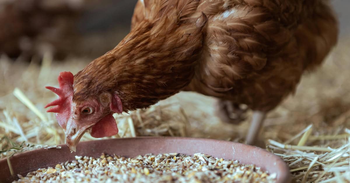 Can Chickens Eat All Food Scraps - No