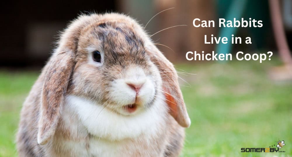 Can Rabbits Live in a Chicken Coop