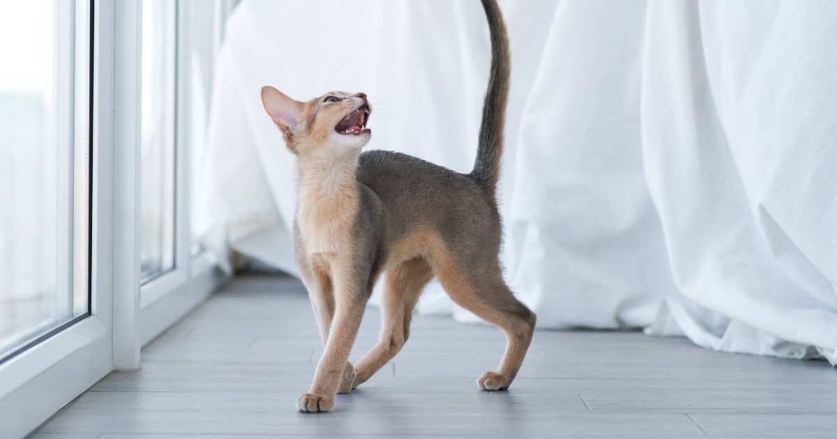 Cat meowing language varies widely among individual cats