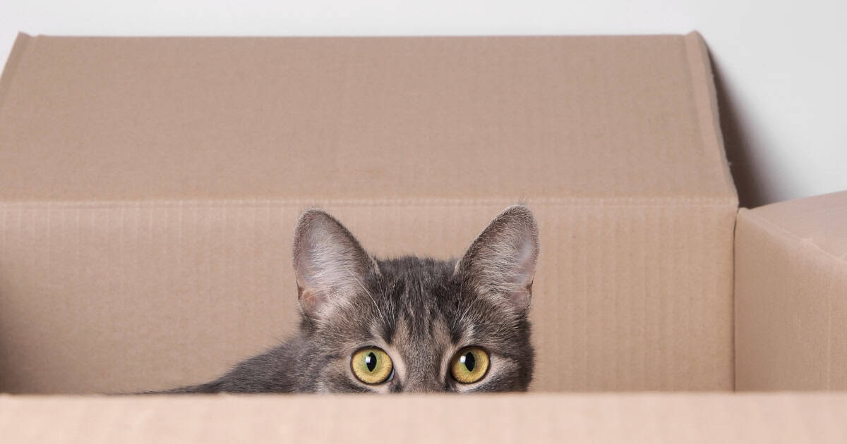 Cat scared of storm hiding