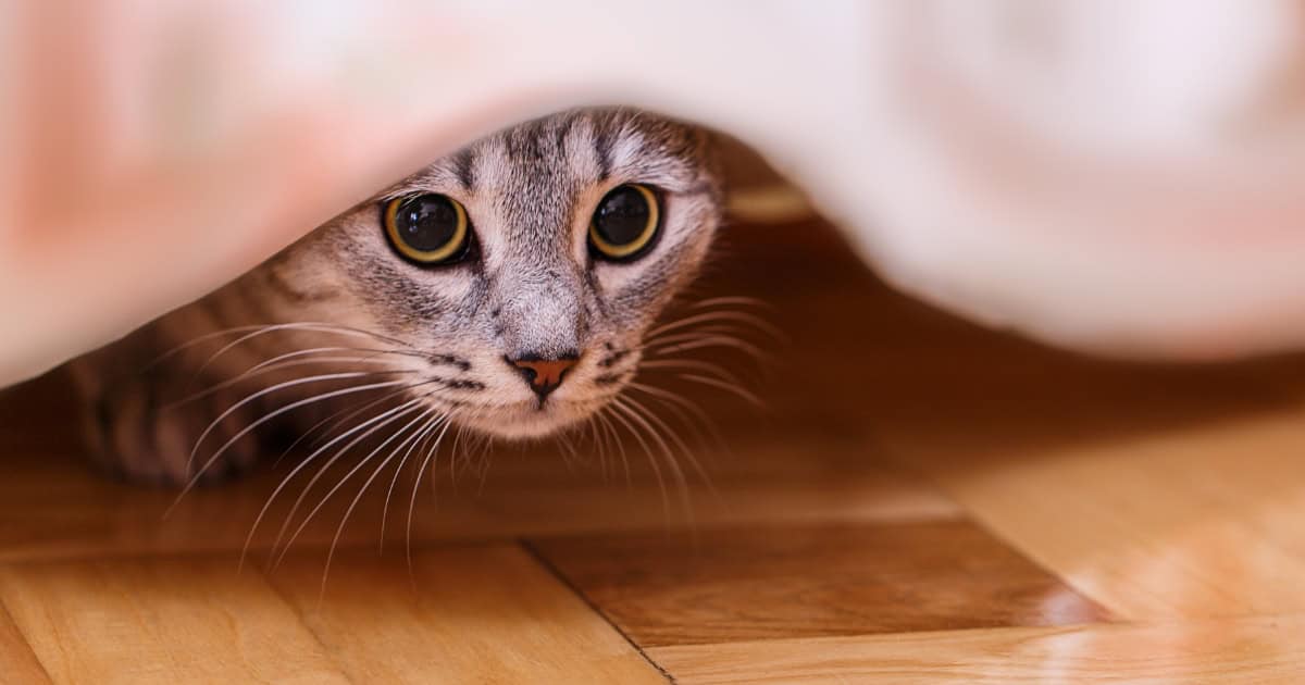 Cat scared of storms