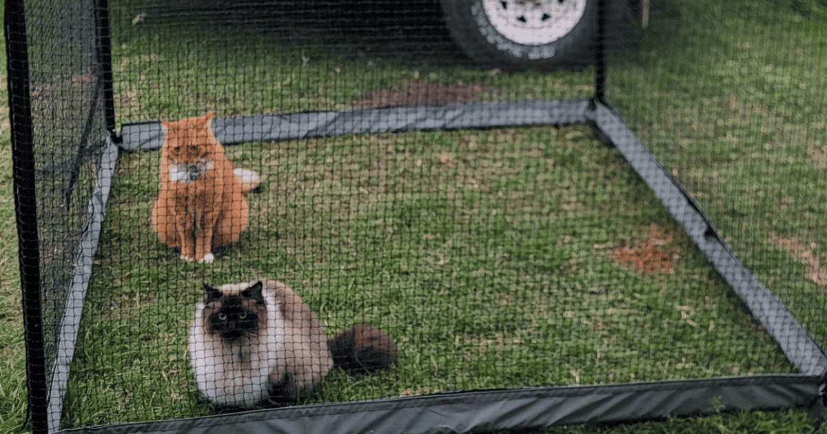 Two cats sitting in an outdoor cat net enclosure on grass.